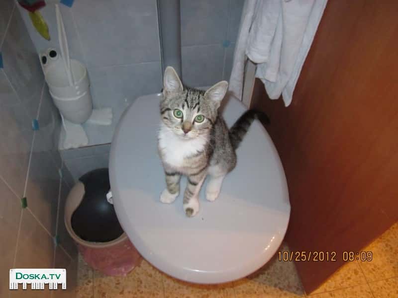 Kотенок 3 месяца, самка. Чистая, ухоженная, энергичная.