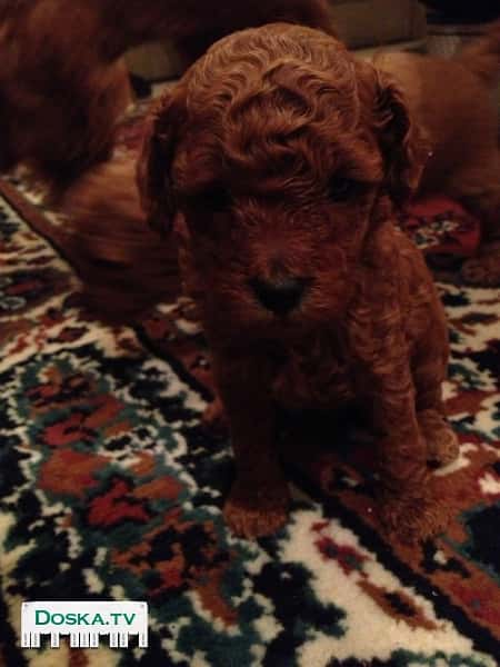 Очаравательные щенки малого пуделя красно-рыжего цвета, родившиеся 13.11.12. Без прививок.