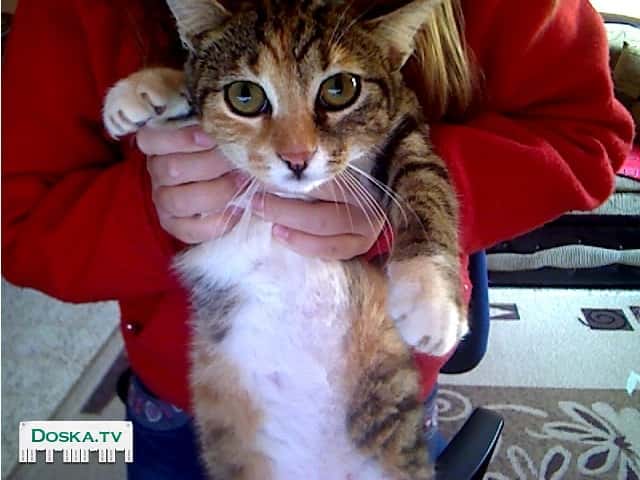 Отдаем за символическую сумму 200шек по причине того, что у