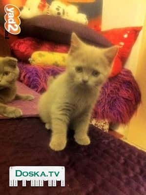 Нежный и игривый котёнок, приучена к корму и песку. Цена