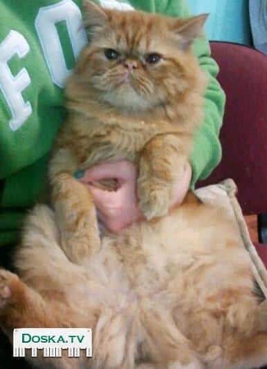 рыжий, тихий, спокойный кот зовут Сема. кастрированый.