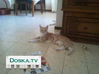 Пропал кот в районе ул Моше Юлиш в Ашкелоне.Знающим что-то