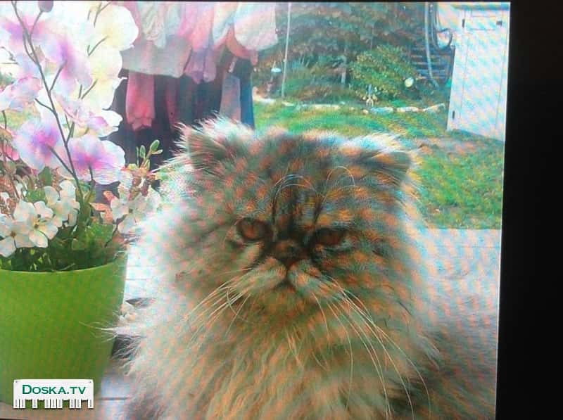 Из-за аллергии отдам серого персидского породистого кота возраст 2 года