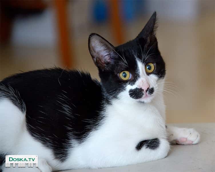 Котёнок Чарли (мальчик, 6 месяцев) ищет уютный дом и тёплые