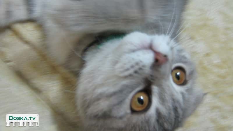 ласкавая кися!