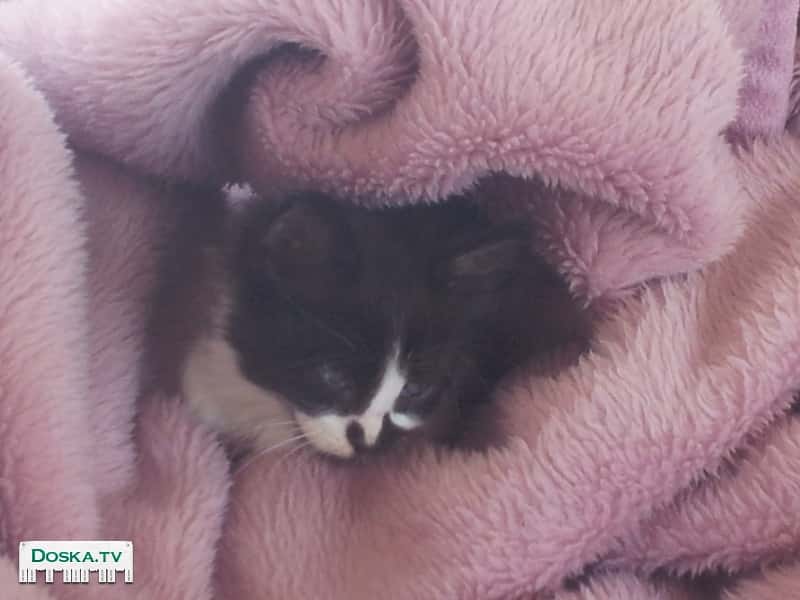 Приучена к туалету...очень умная...ладит с собаками