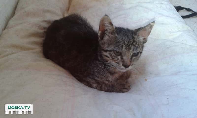 Мы, два очаровательных брата + сестричка, ищем теплый дом вместе