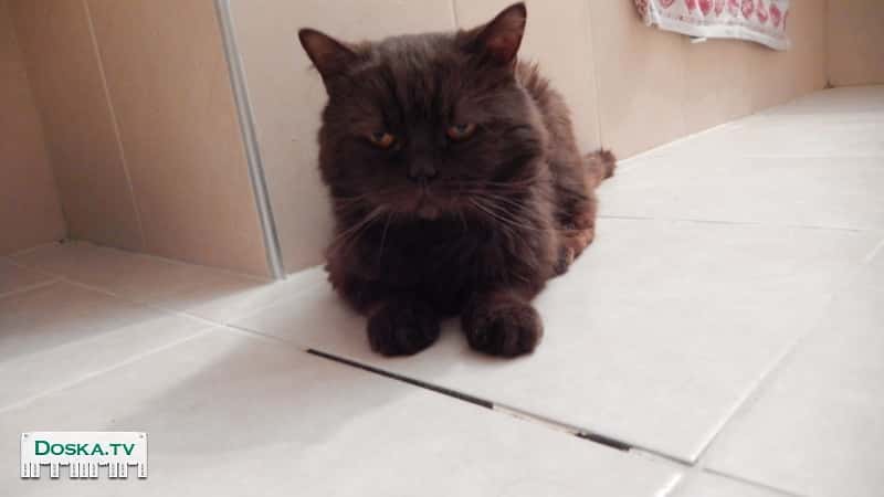 отдадим кота в добрые, любящие руки.  кот домашний, породистый