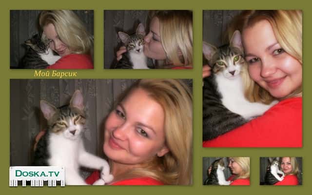 отдам в hорошие руки добрых ласковых 2 котов так как