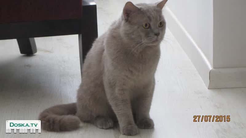 Британский трехлетний котик с большим опытом и папа многих красивых