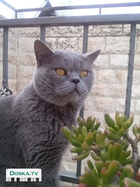 Опытный шотландец ищет невесту.