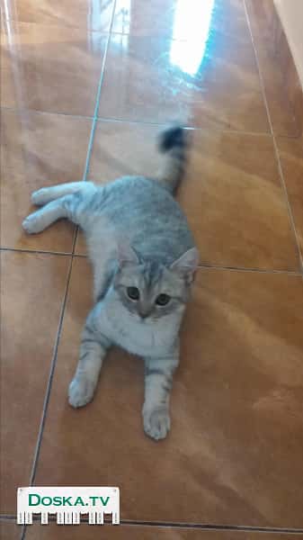 Красавец британский шиншилла редкий и раритетный окрас. Приглашает кошечек на