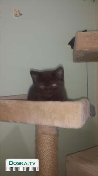 Шотландский котенок( Мальчик) Очень ласковый, красивый, коричневого окраса, приученный к