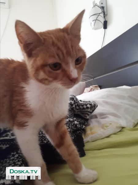 Рыжая красавица с медовыми глазами. Весёлая, игривая, ласковая 3 месячная