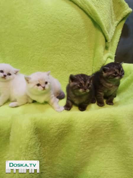 Продаются очаровательные бриташки-милашки цвета шиншиллы и черный дым рождённые 7.02.2018.