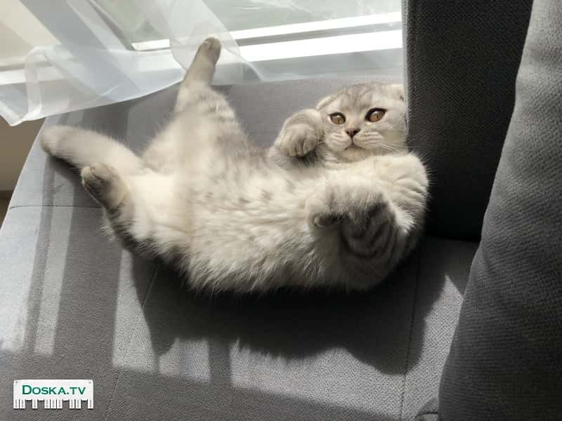 Шикарный мраморный мужчина по имени Марсель ищет британскую даму для