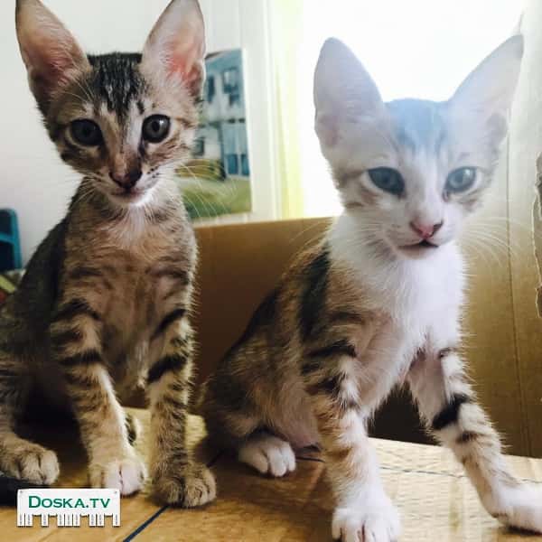 Отдам котят в добрые руки. 2 месяца. Мальчик и девочки.
