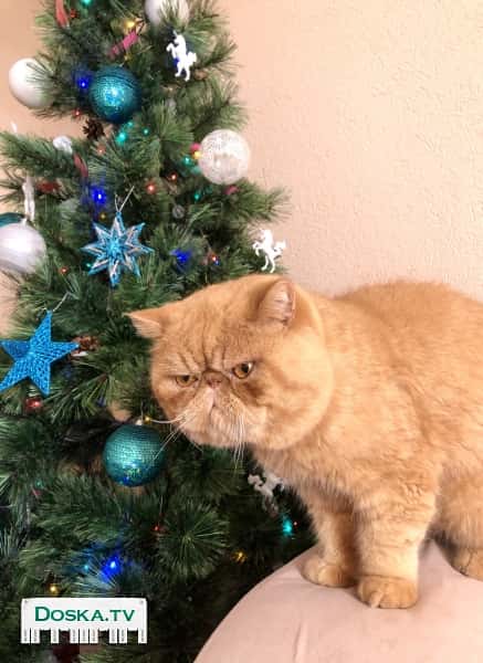 Персидский кот на вязку(на нашей территории)ждёт подружку.