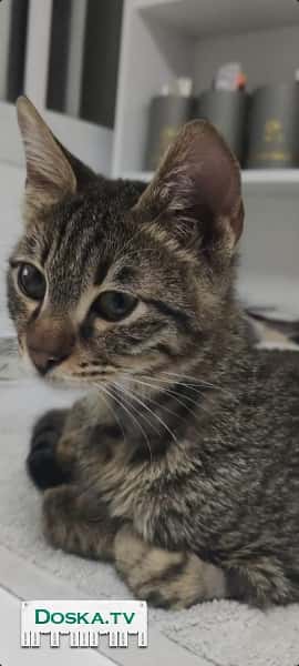 Отдаётся очень добрый котёнок, прошедший лечение в добрые руки.