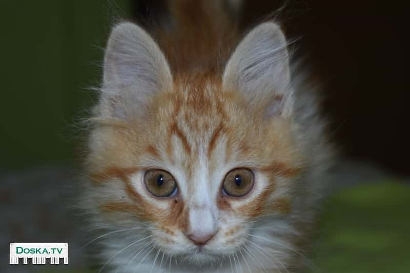 Рыжее солнышко ищет любящий дом .Находится сейчас на передержке в