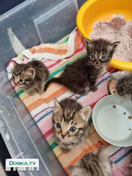 Активные шотландские котята, мальчик и девочка. Знают туалет, едят сами.