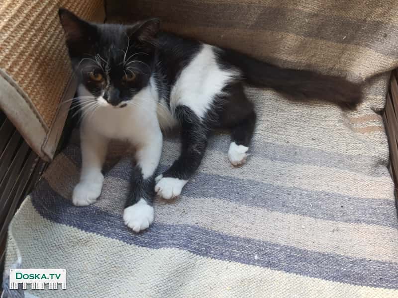 Привет, меня зовут Фиона. Мне шесть месяцев, стерилизована и приучена