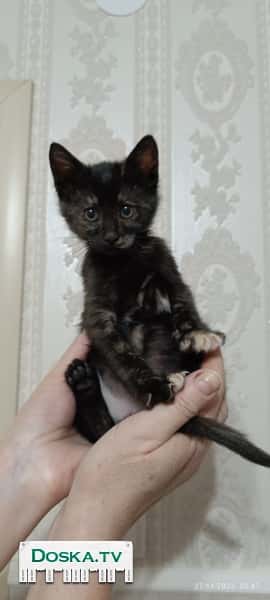 КОРОЛЕВНА обращается к вам , надеюсь ВЫ ДОБРЫЕ , ЛЮБЯЩИЕ