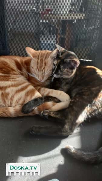 Из 5 котят осталось 2 (остальных забрали и страшно довольны)