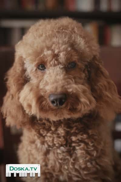 Средний (вес 7.5 кг) молодой (возраст 2 годa) коричневый пудель