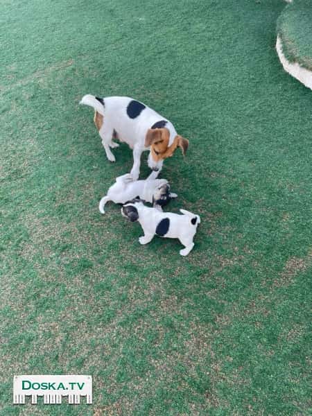 Щенки джек рассел терьер 1.5 месяца.3 девочки 2 мальчика .папа