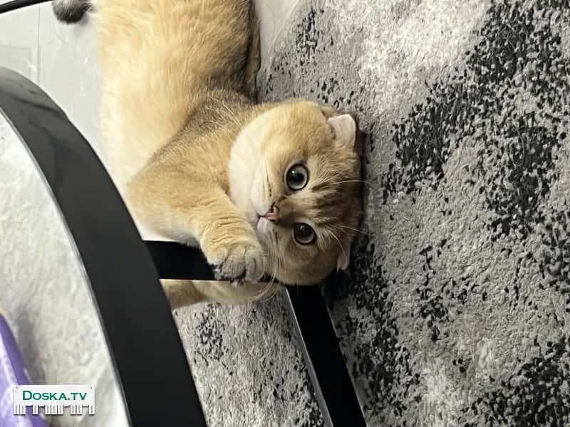 Шотландский опытный парень приглашает на вязку, Нетания