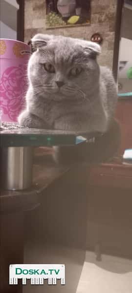 Британская кошечка голубого окраса приглашает   жениха. Север страны/