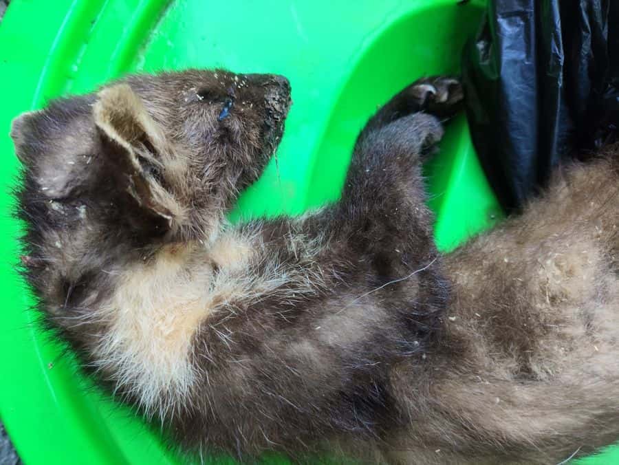 Второе тестовое объявление продается зверек