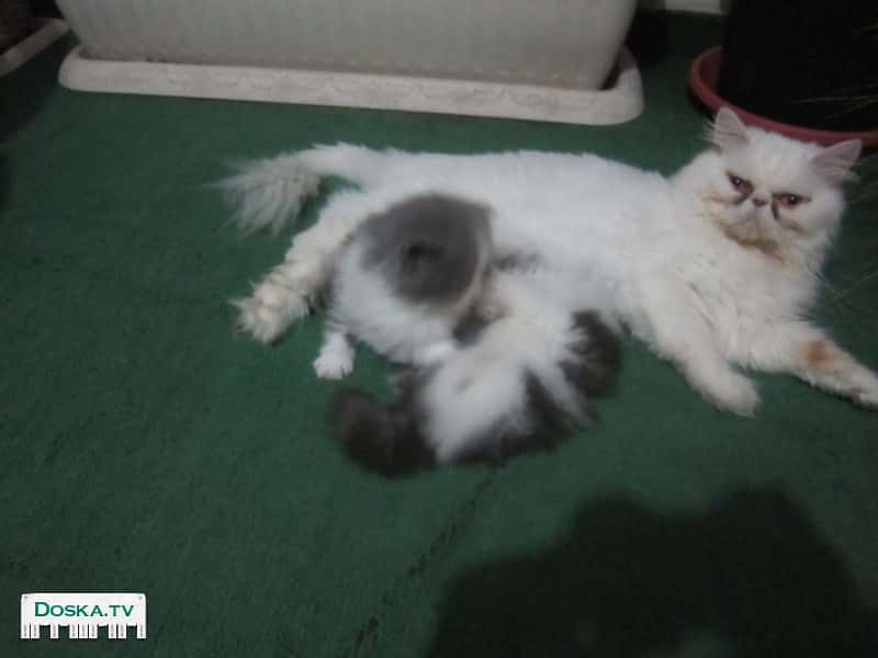 Продаются персидские котята, девочки, 1.5 месяца, кушают сами, к туалету