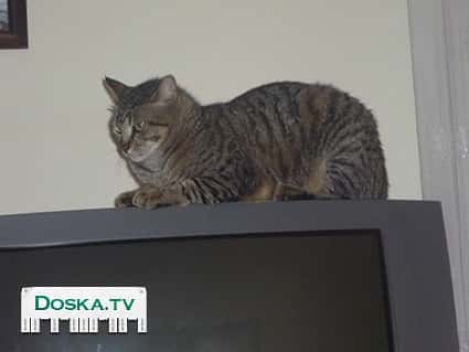 отдадим в хорошие руки чудесного кота мурчика. добрый, ласковый,