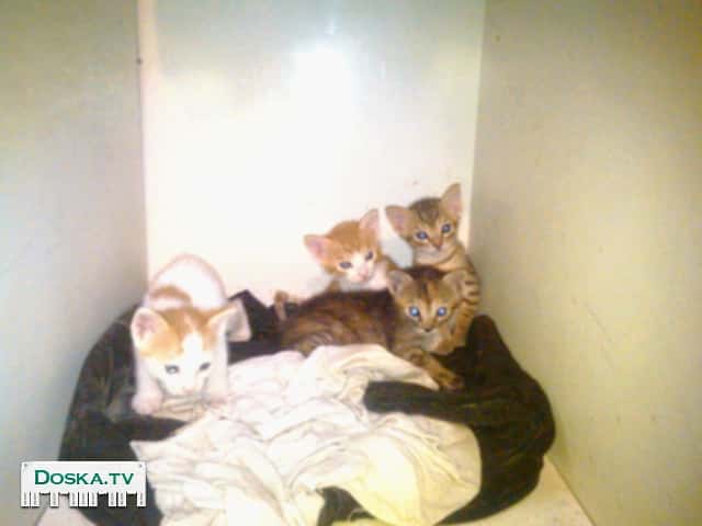имеется четыре котёнка отдам в хорошие руки