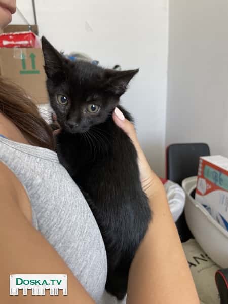 Девочка, полностью чёрная, почти 2.5 месяца (родилась 1го апреля)б готова