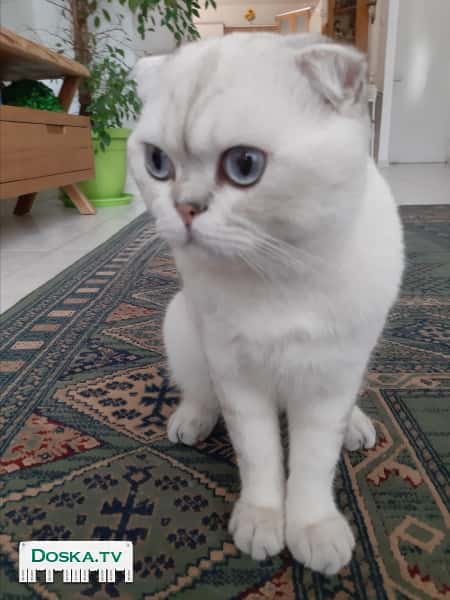 шотлондский вислоух блондин с голубыми глазами для вязки