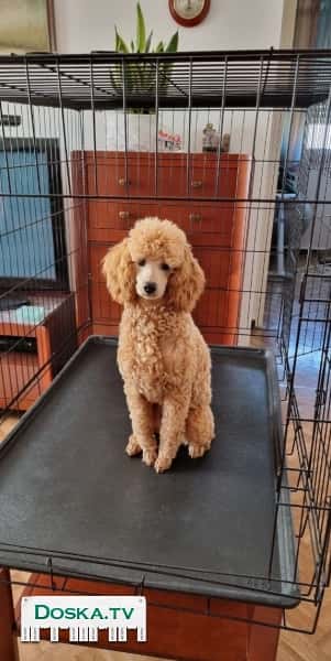 удобную клетку для собаки (или кошки). Высота 80см, ширина 75см,