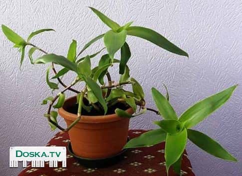 Полезные свойства золотого уса Золотой ус – лучшее средство от