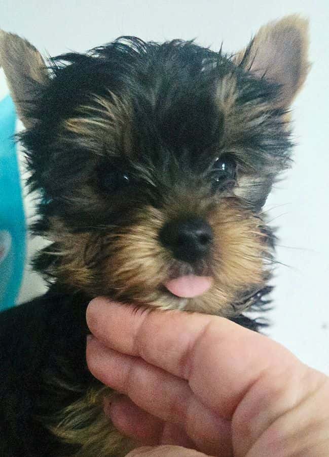 Йоркширский терьер