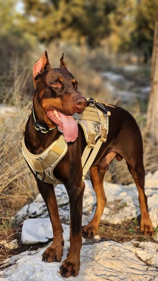 לזיווג בלבד , מחפש כלבה דוברמן