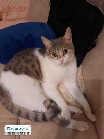 Хочу подарить и отдать в хорошие руки и любящий дом