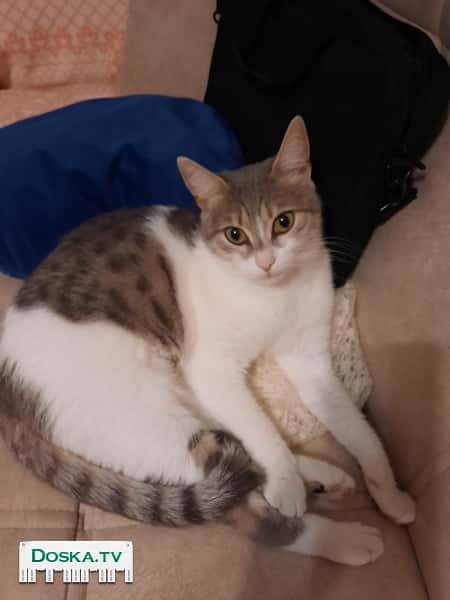 Хочу подарить и отдать в хорошие руки и любящий дом