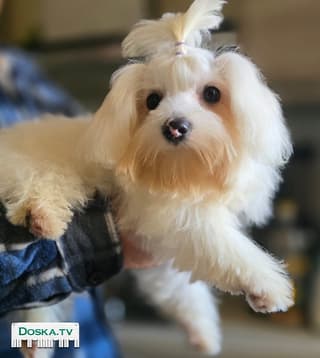 Мылые игривые после трех прививок,приучины на пеленку,ласковые,преданные