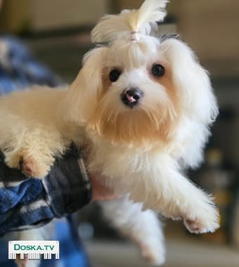 Мылые игривые после трех прививок,приучины на пеленку,ласковые,преданные