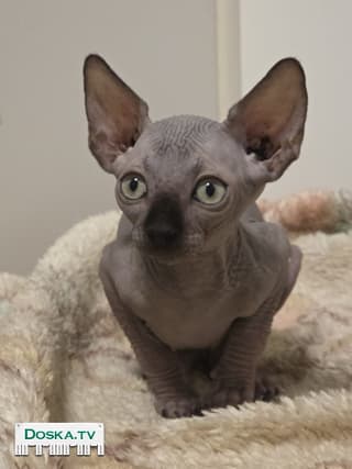 Есть прививки ,проглистованные,кушают все,игривые,ласковые,преданные