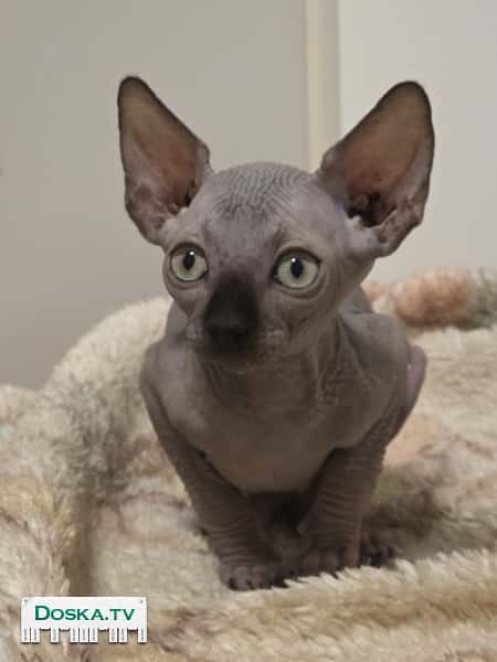 Есть прививки ,проглистованные,кушают все,игривые,ласковые,преданные