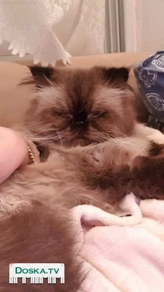 Персидский котик ищет кошечку для вязки.