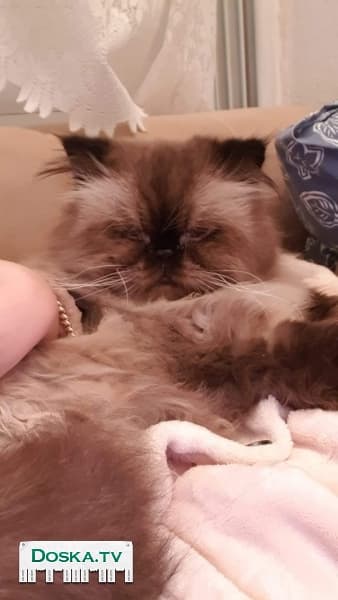 Персидский котик ищет кошечку для вязки.